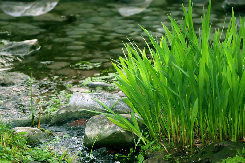 Natura IMG 0468 C Memories of green 01 by UmbrA Ar